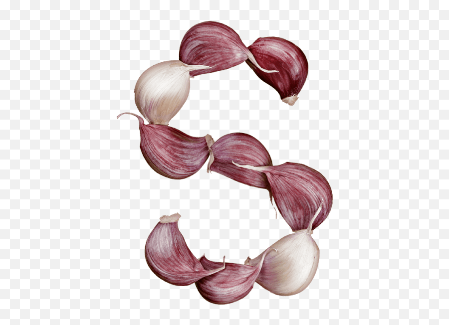 Buy Garlic Font To Dress Designs And Scare Vampires Off - Garlic Letter Png,Garlic Transparent Background