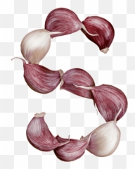 Buy Garlic Font To Dress Designs And Scare Vampires Off - Garlic Letter Png,Garlic Transparent Background