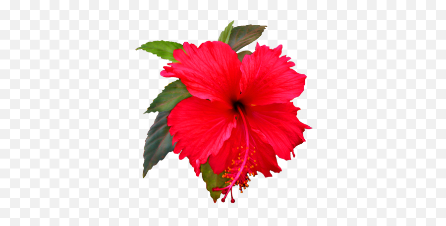 Red Hibiscus - Flower Clip Art Png,Hibiscus Flower Png