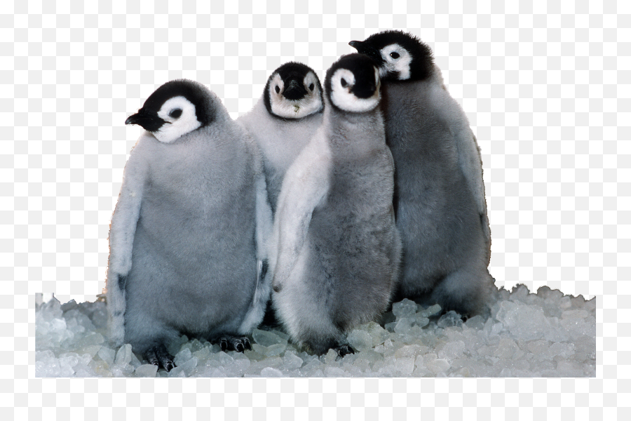 Browse And Download Penguin Png - Penguins Png,Penguin Transparent