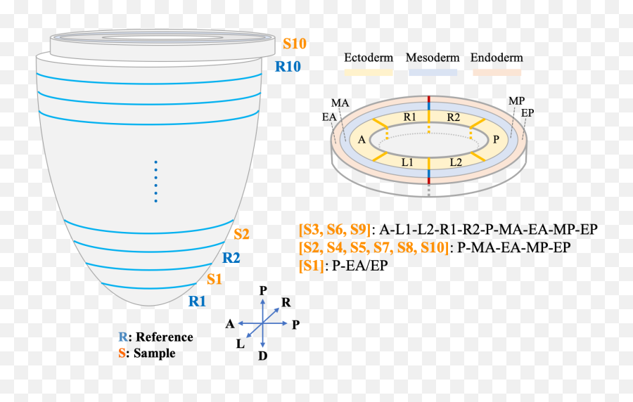 Itranscriptome - E75 Vertical Png,Embryo Png