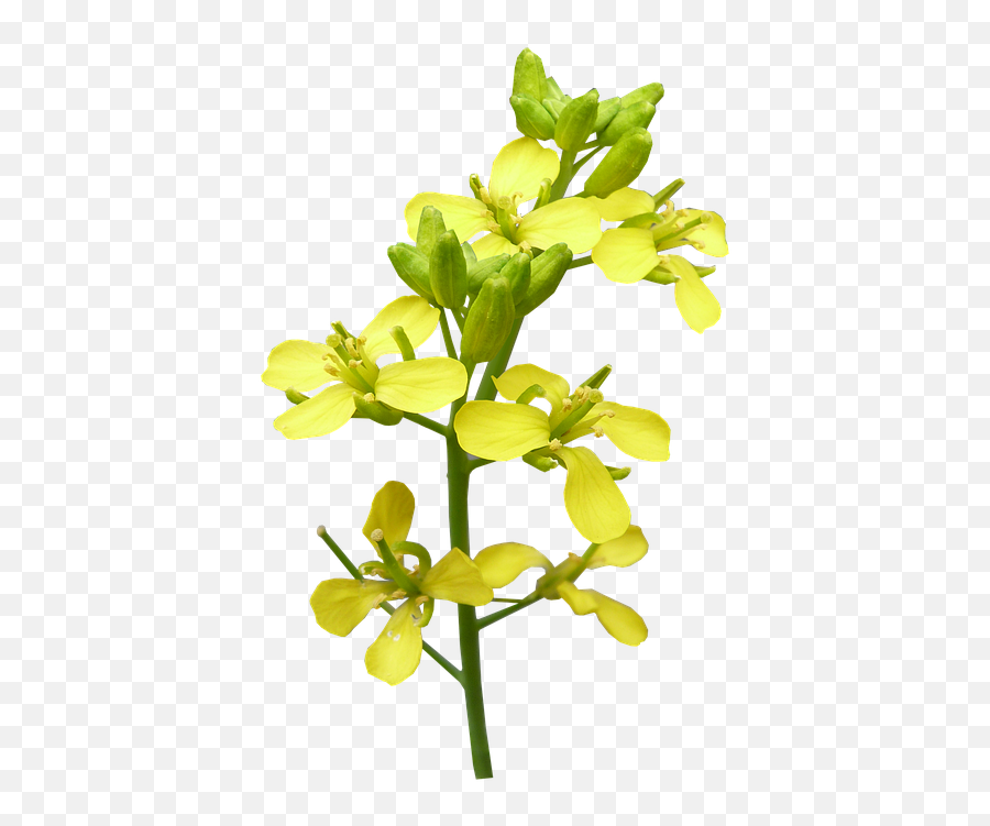 Flower Mustard Plant - Free Photo On Pixabay Mustard Plant Png,Mustard Png