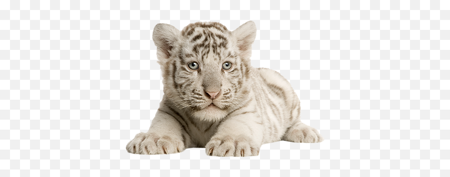 Mobymax - White Tiger Cub Png,White Tiger Png