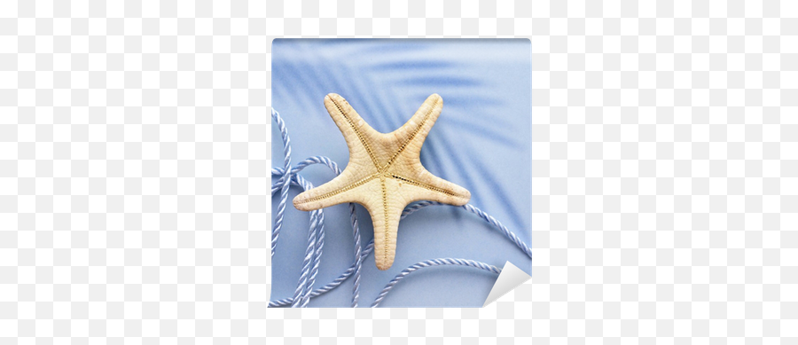 Blue Marine Background Starfish And Rope Wall Mural U2022 Pixers - We Live To Change Starfish Png,Blue Starfish Logo
