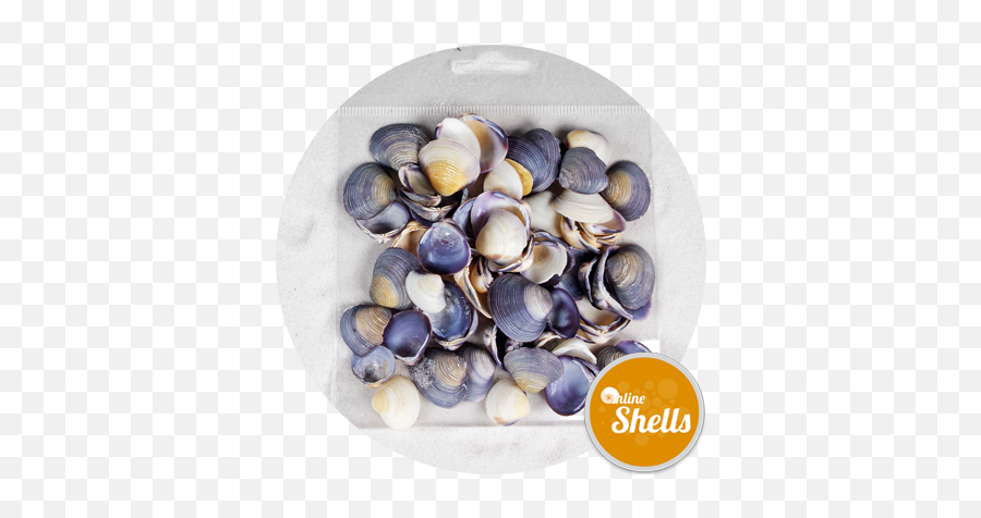 Art U0026 Craft Pack - Violet Clam Shells Cay Cay Online Cockle Png,Clam Png