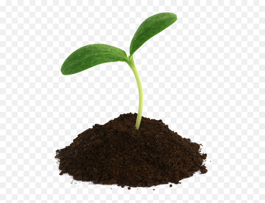 Seedling U2013 Gentle Earth U0026 Island Essentials - Seedling Png,Seedling Png