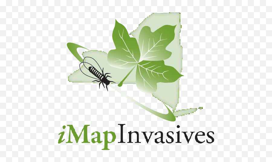 Nyu0027s Invasive Species Database And Mapping System Ny - Imapinvasives Imapapp Png,Invasive Plant Icon