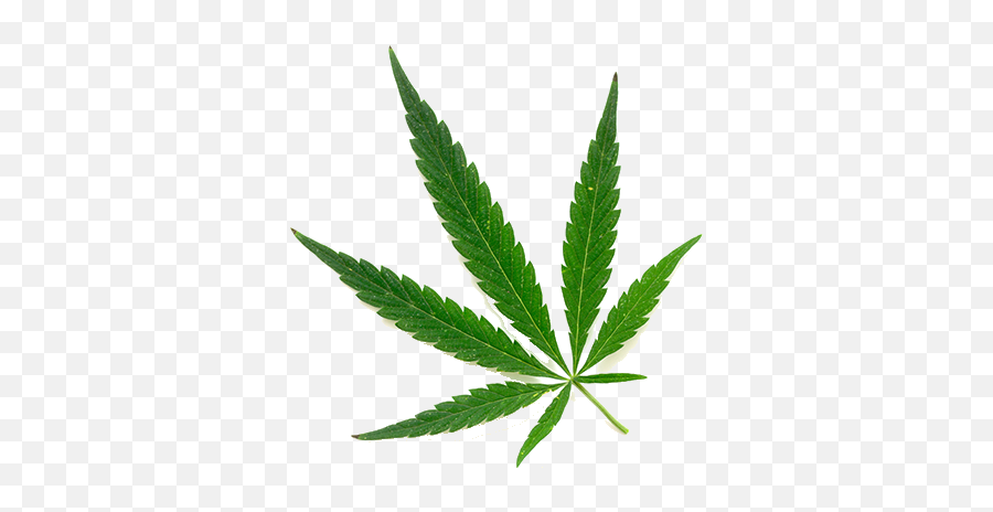 Florida Department Of Health Office - Cannabis Leaf Png,Marijuana Plant Png