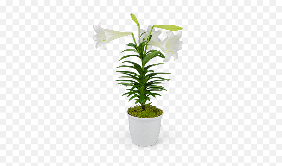 Classic Easter Lily In Yardley Pa - Easter Lily Png,Easter Lily Png