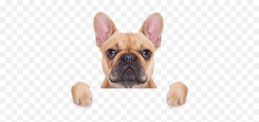 Bridgeport Wv Pet Vaccinations U0026 Wellness Grace Animal - Donate Pet Food Png,Puppy Live Wallpaper Icon