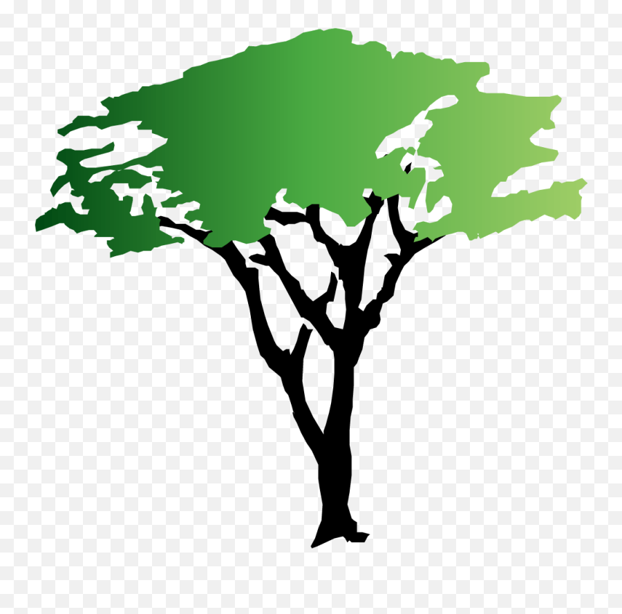 Life Image Freeuse Stock Free Png Files - National Black Catholic Congress,Tree Canopy Png