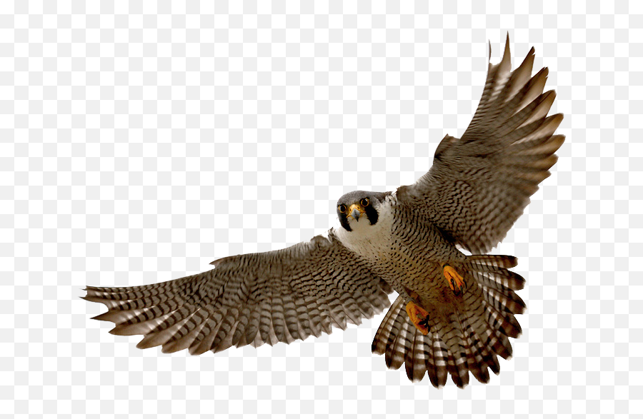 Falcon Png Clipart Mart - Peregrine Falcon Transparent Background,Captain Falcon Png
