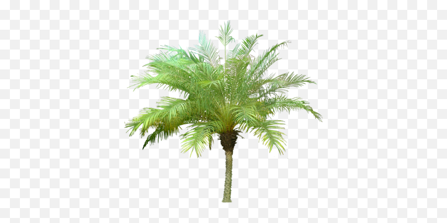 Date Palm Background - 23111 Transparentpng Palm Tree Meaning In Hindi,Palm Png