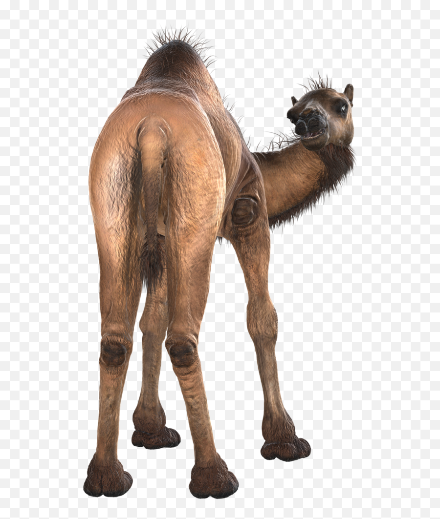 Download Camel Png Image U0026 Clipart Free - Camel Png Transparent,Camel Png