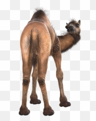 Download Camel Png Image U0026 Clipart Free - Camel Png Transparent,Camel Png