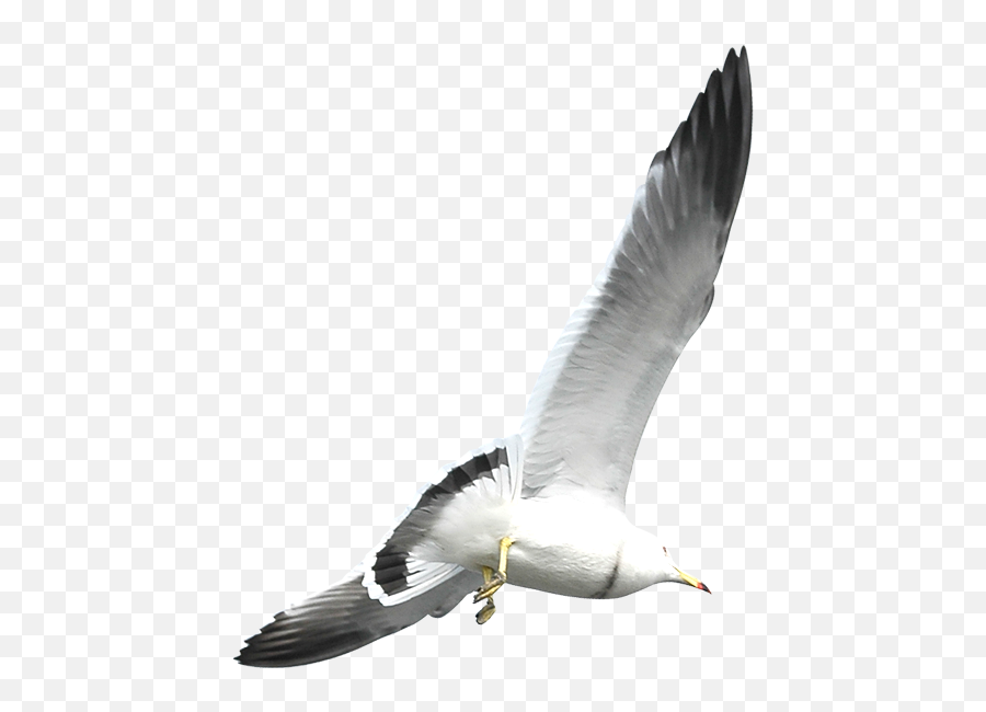 European Herring Gull Flight Bird - Weiße Vogel Mit Grauer Flügeln Png,Seagulls Png