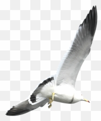 European Herring Gull Flight Bird - Weiße Vogel Mit Grauer Flügeln Png,Seagulls Png