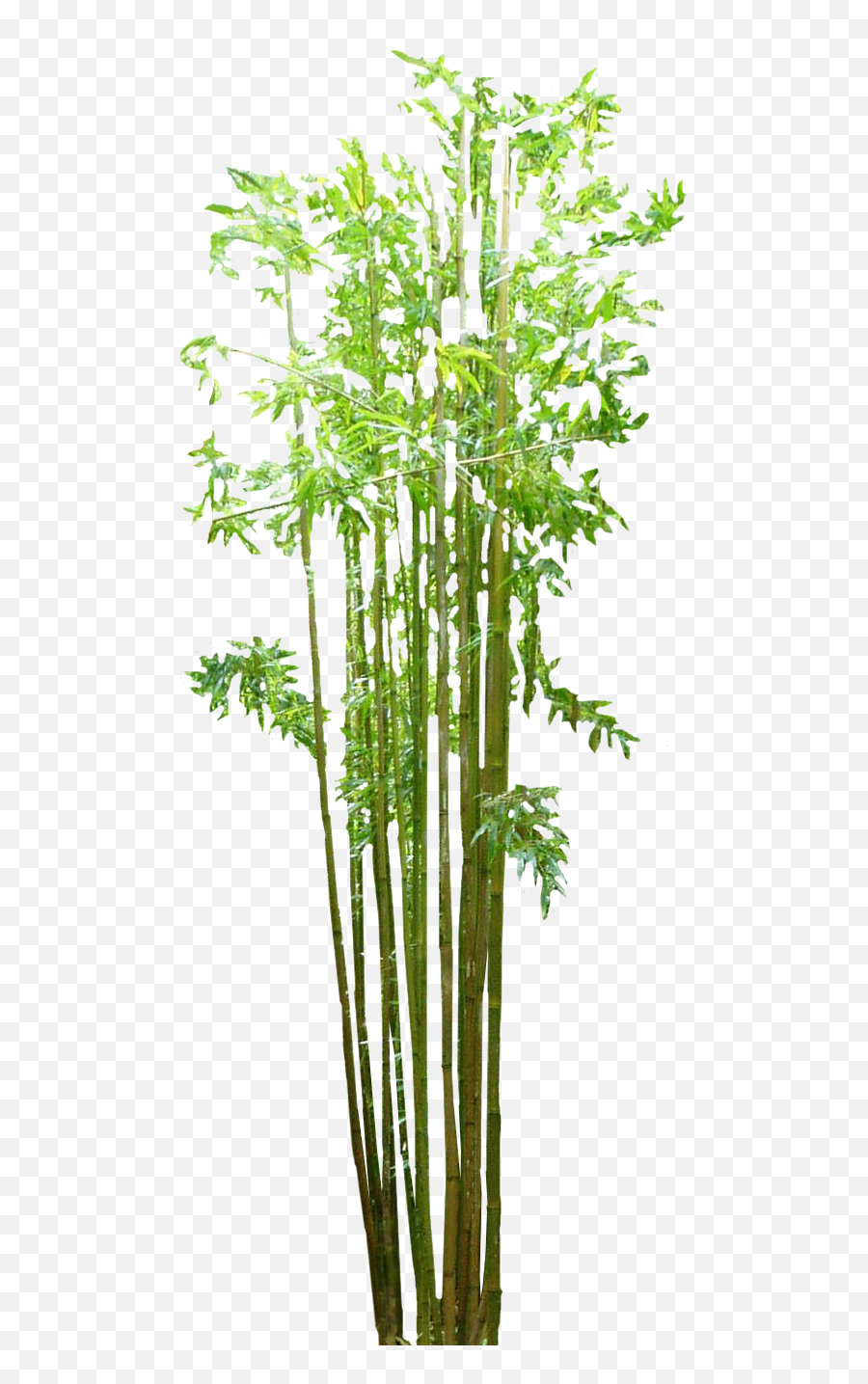 Png Background - Transparent Bamboo Tree Png,Bamboo Transparent Background