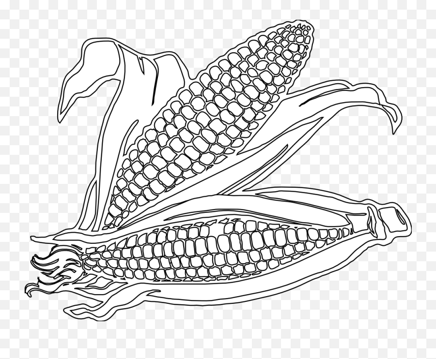Download Free Png Ear Of Corn Black And White - Dlpngcom Corn Stalks Black And White Png,Corn Png