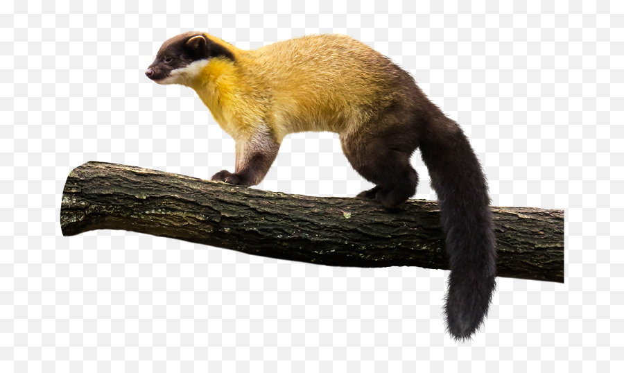 Animal Marten Yellow Throated - Free Image On Pixabay Yellow Throated Marten Png,Weasel Png