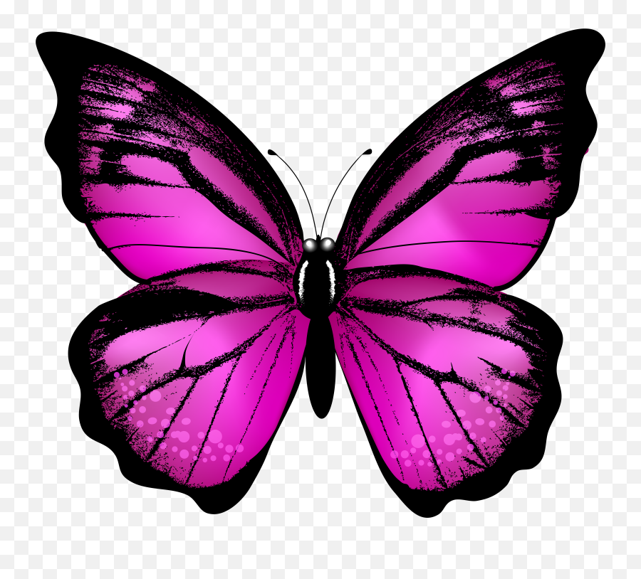 Butterfly Wings Png Picture