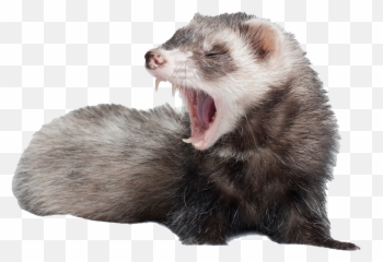 Ferret No Background Png Play - Carrot Ferret,Ferret Png