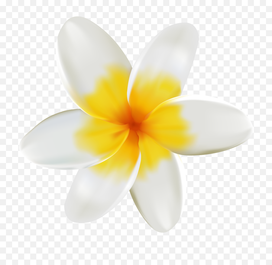 White And Yellow Flower Png Clipart - White And Yellow Flowers Transparent,Yellow Flower Png