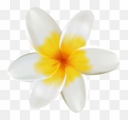 White And Yellow Flower Png Clipart - Flowers Transparent