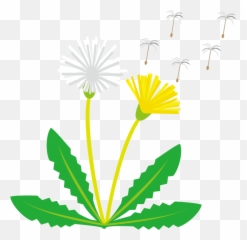 45 - Clipart Of A Dandelion png