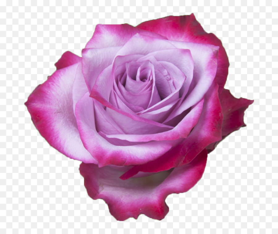 Deep Purple - Rose Png,Purple Rose Png