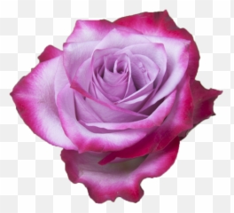 Deep Purple - Rose png