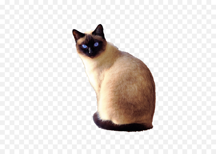 Siamese Cat With Blue Eyes - Siamese Cat Transparent Background Png,Cat Eyes Png