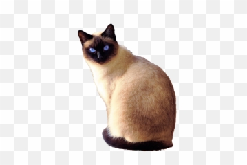 Siamese Cat With Blue Eyes - Siamese Cat Transparent Background Png,Cat Eyes Png