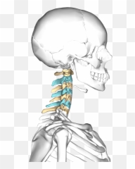 Cervical Vertebrae Lateral3 - Spine Cervical Png,Neck Png