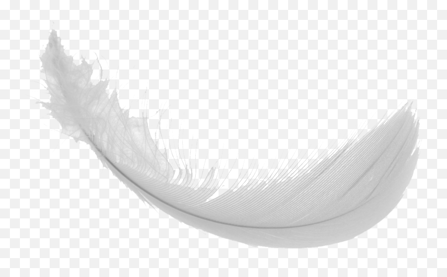 Download Feather Png Images - Feather Png Transparent Gif,Black Feather Png
