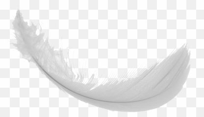Download Feather Png Images - Feather Png Transparent Gif,Black Feather Png