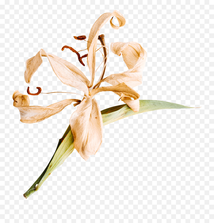 Lily Flower Transparent Background Png - Transparent Dried Flowers Png,Flower With Transparent Background