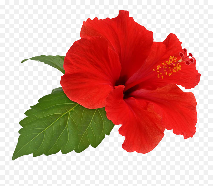 Hibiscus Flower Png - Hibiscus Png,Hibiscus Flower Png