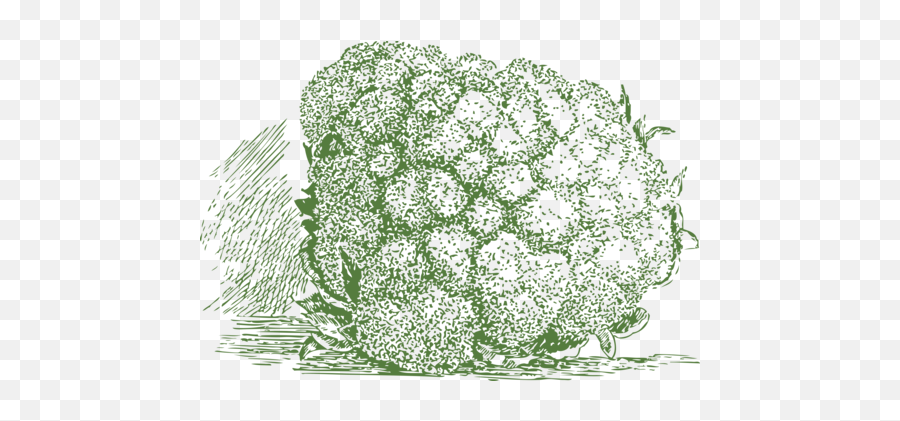 Broccoli Slaw Photo Background Transparent Png Images And - Cauliflower,Broccoli Transparent Background