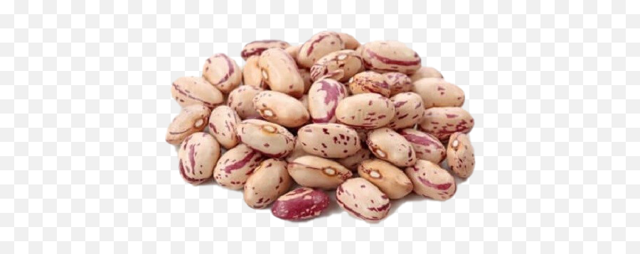 Kidney Beans Png Free File Download - Pinto Beans Png,Beans Png