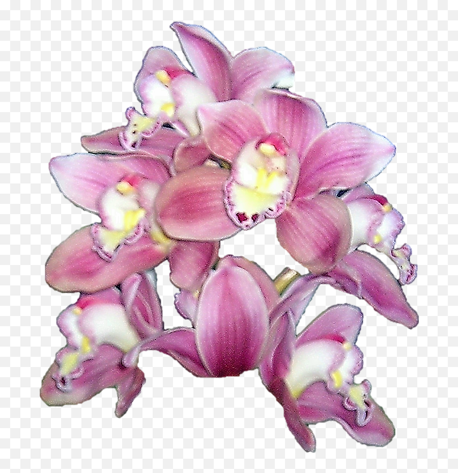 Publicat De Eu Ciresica La - Watercolor Orchid Png Full Orchid Cymbidium No Background,Orchid Png
