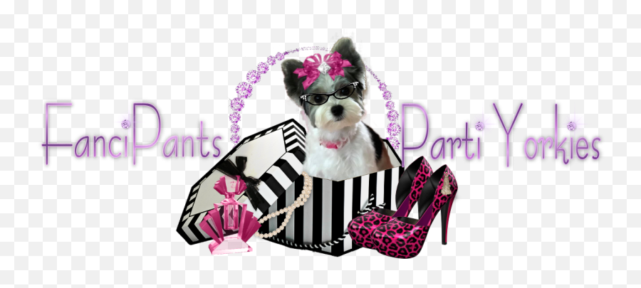 Fancipants Parti Yorkies Akc Yorkshire Terriers Florida - Dog Clothes Png,Yorkie Png