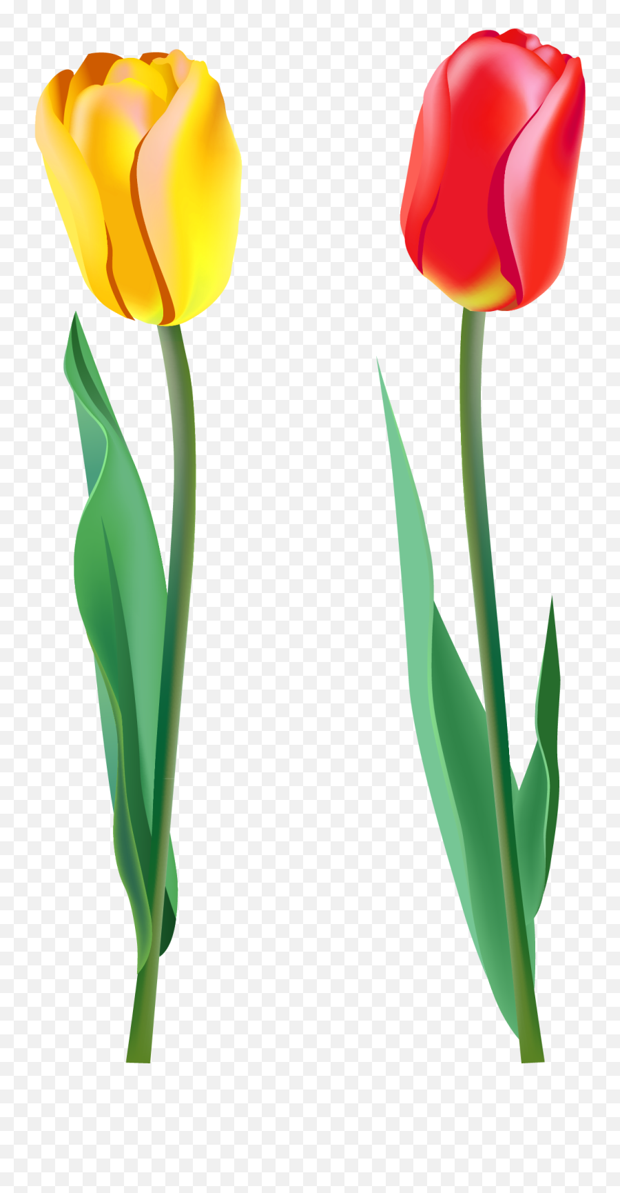 Tulip Png Image Flores Pintadas - Tulip Flowers Clipart Png,Spring  Background Png - free transparent png images - pngaaa.com
