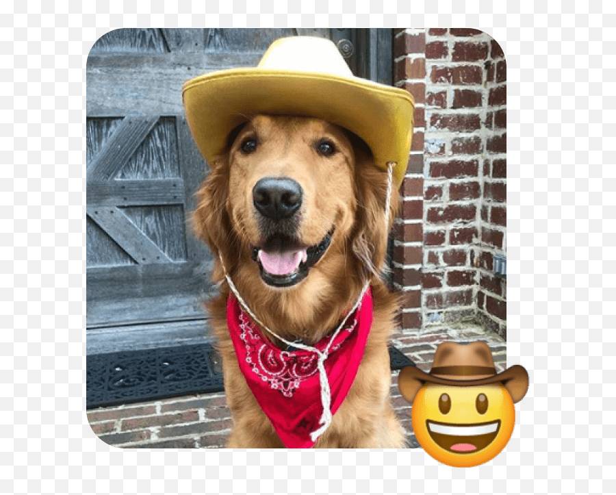These 20 Doggies Are Totally Ready For World Emoji Day - Dog Clothes Png,Cowboy Emoji Transparent
