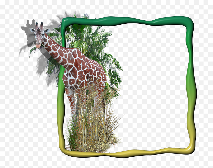 Giraffe Grass Animals Png Transparent - Picture Frame,Transparent Animals