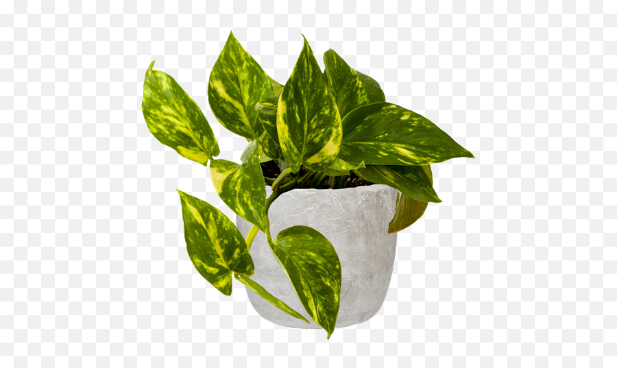 170mm Epipremnum Devils Ivy In Cement Pot - Flowerpot Png,Hanging Ivy Png