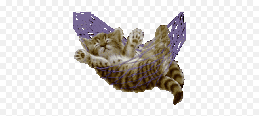 Funny Cat Gif - Cat Toy Png,Lol Cat/dog Icon