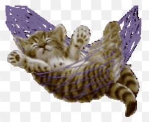 Funny Cat Gif - Toy png