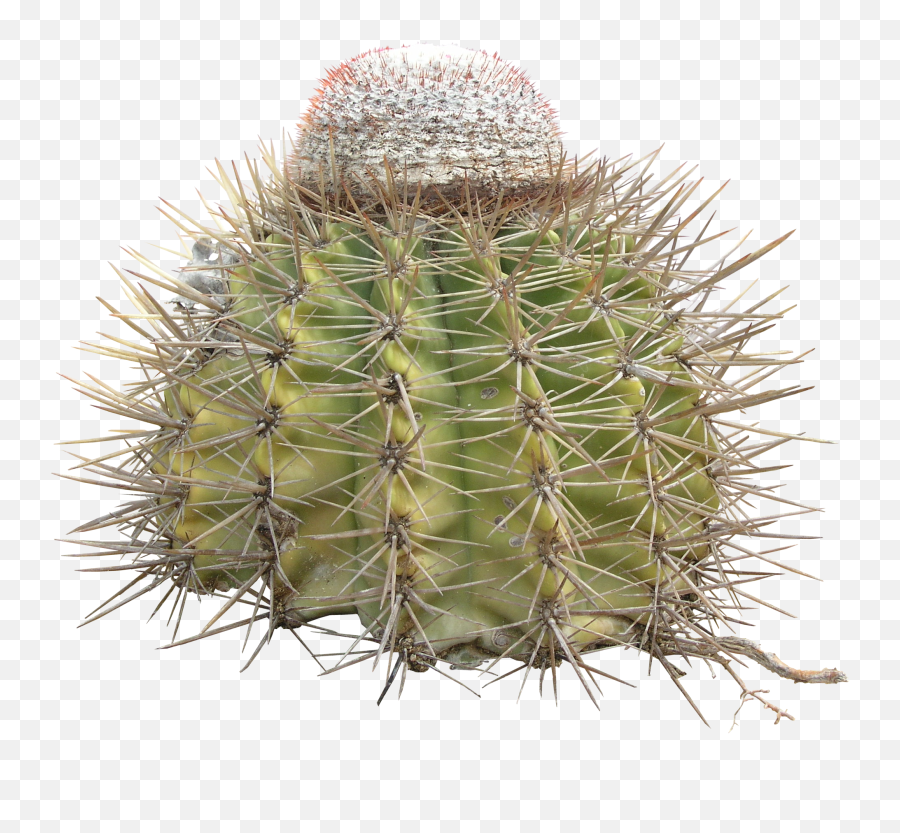 Cactus Transparent Png Free Picture Download - Free Cactus Thorns Png,Cacti Png