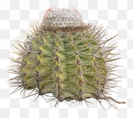 Cactus Transparent Png Free Picture Download - Free Cactus Thorns Png,Cacti Png